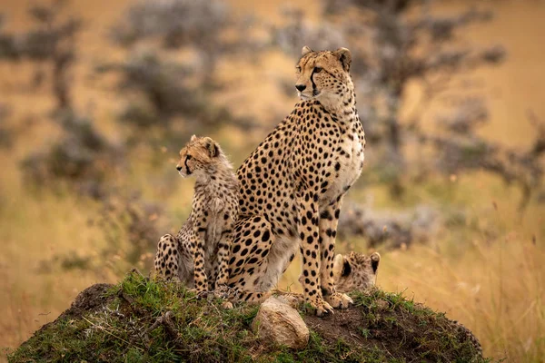 Cheetah Twee Welpen Zitten Heuvel — Stockfoto