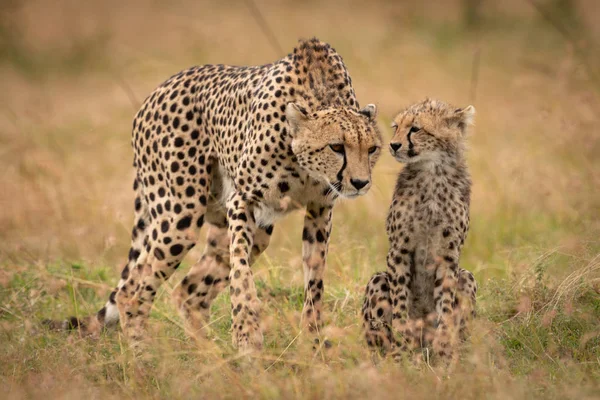 Zdá Gepard Poslouchat Šeptání Mládě — Stock fotografie