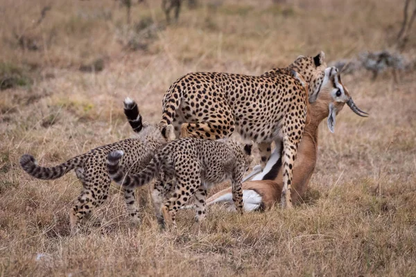 Cheetah Che Porta Gazzella Thomson Accanto Due Cuccioli — Foto Stock