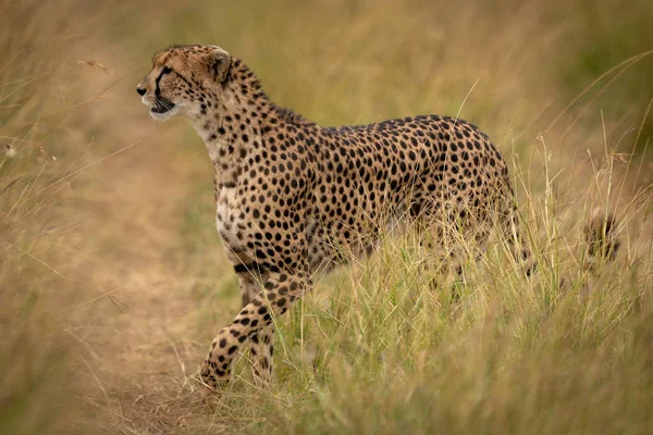 Guépard Traverse Chemin Travers Herbe Sur Savane — Photo