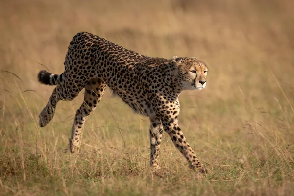 Cheetah Limita Através Grama Longa Savana — Fotografia de Stock