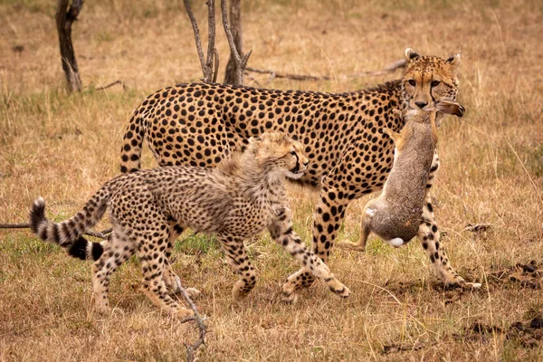 Cheetah Kantaa Kuollutta Jänistä Pennun Vieressä — kuvapankkivalokuva