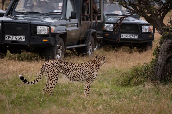 Cheetah by tree looks back to trucks