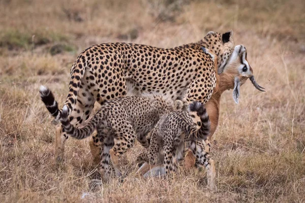 Cheetah Carrega Thomson Gazela Lado Dois Filhotes — Fotografia de Stock