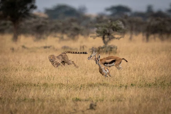 Cheetah Achter Twee Thomson Gazelle Savannah — Stockfoto