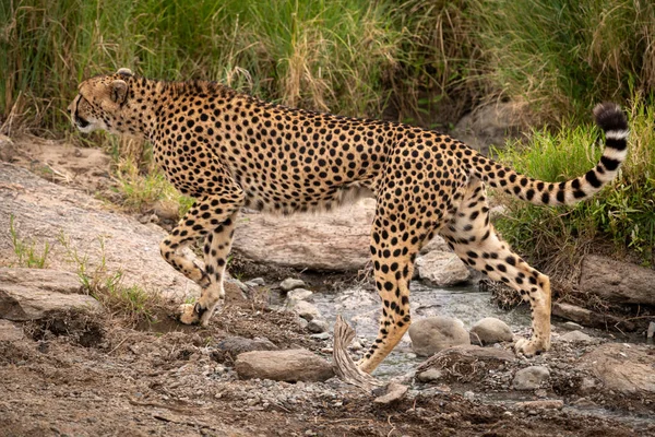 Cheetah Attraversa Torrente Roccioso Erba Lunga — Foto Stock