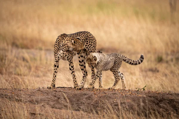 Cheetah cub and mother cross earth mound
