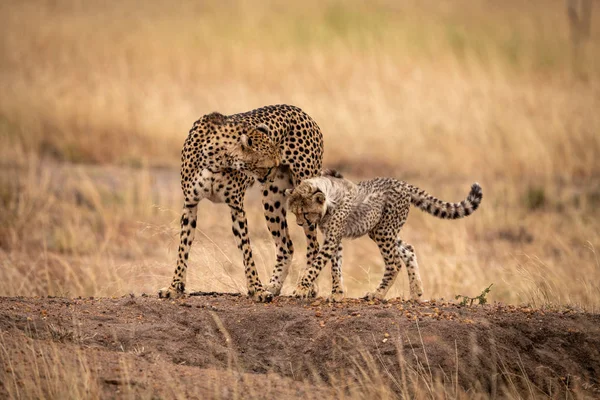 Guépard Ourson Mère Croix Terre Monticule — Photo