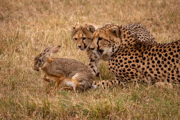 Cheetah Cub Mother Watch Scrub Hare — Stock Photo, Image