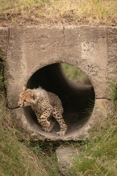 Cheetah Cub Väg Att Hoppa Från Röret — Stockfoto