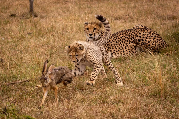 Guépard Ourson Chasse Frotter Lièvre Par Mère — Photo