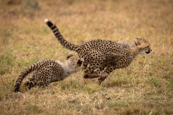 Cheetah Cub Chasing Another Grassy Plain — Stock Photo, Image