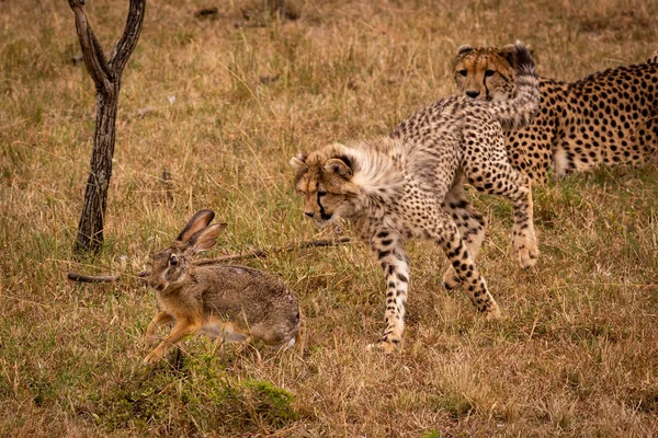 猎豹幼崽追逐母亲的擦洗野兔 — 图库照片