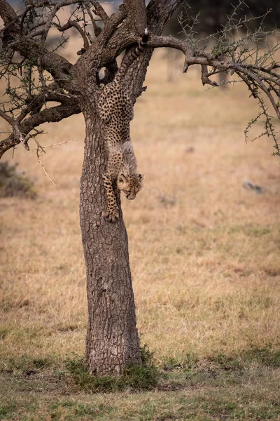Cheetah Cub Klimmen Boom Grasland — Stockfoto
