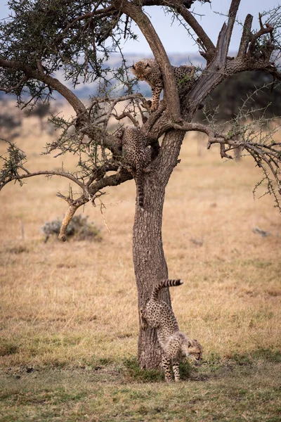 Cachorro Guepardo Trepando Por Árbol Savannah —  Fotos de Stock