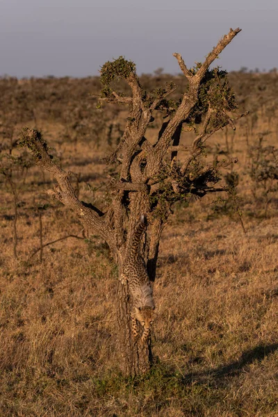 Cheetah Cub Climbing Tree Savannah — Stock Photo, Image