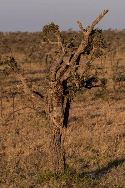 Cheetah Cub Climbing Whistling Thorn Tree — Stock Photo, Image