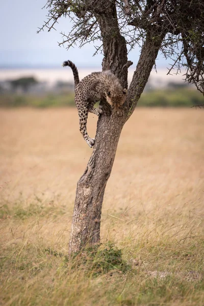 Cheetah Cub Klättring Trädstammen Ser Ner — Stockfoto