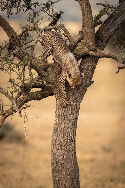 Cheetah cub climbs down tree in savannah