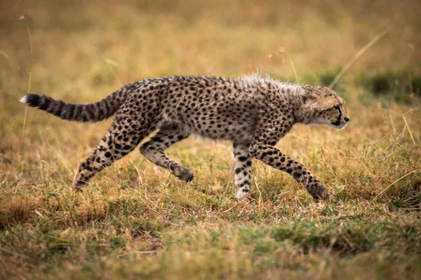 Cheetah Cub Crossing Savannah Raised Paw — Stock Photo, Image