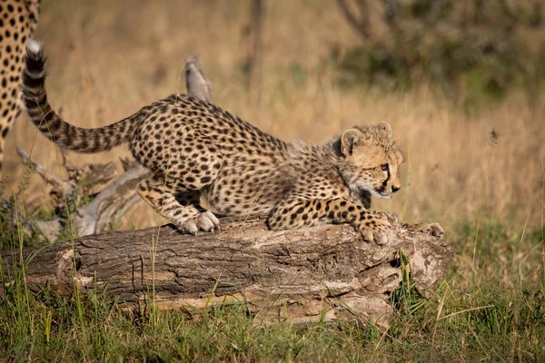 Cheetah Cub Crouching Log Gras — Stockfoto