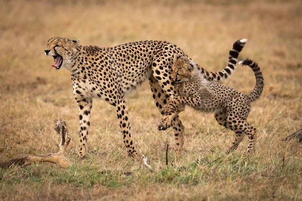 Gepard Mládě Popadne Nohu Kvílící Matky — Stock fotografie