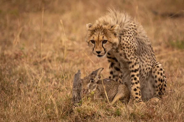 Cheetah Cub Guardas Esfregar Lebre Savana — Fotografia de Stock