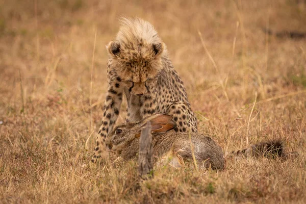 Guépard Gardant Lièvre Broussailles Dans Herbe — Photo