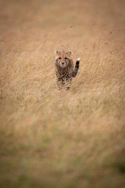 Cheetah Cucciolo Erba Lunga Avvicina Fotocamera — Foto Stock