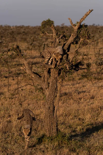 Mládě Geparda Stromu Matkou Pod — Stock fotografie