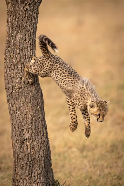 Cheetah Cachorro Saltando Desde Tronco Del Árbol — Foto de Stock