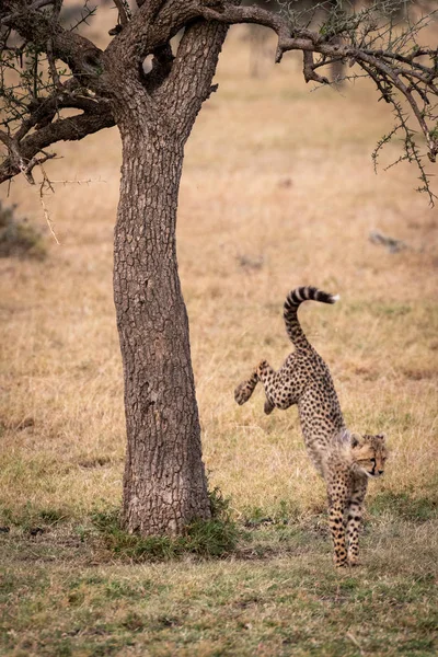 Cheetah Cub Springen Uit Boom Savannah — Stockfoto