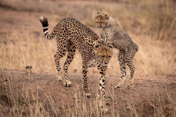 Cheetah Cucciolo Saltando Sul Retro Della Madre — Foto Stock