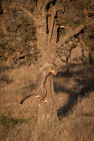 Cheetah Cub Klimt Boom Savanne — Stockfoto