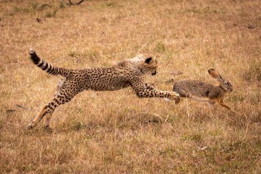 Cheetah cub jumps to catch scrub hare clipart