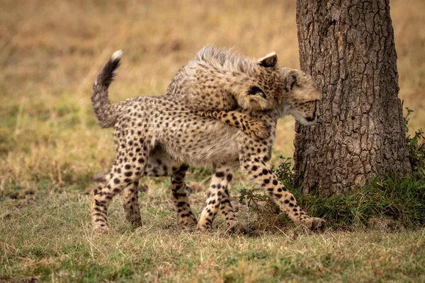 Cheetah Cucciolo Salta Altro Albero — Foto Stock