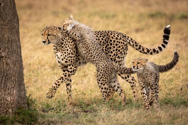 Cheetah Cub Springt Moeder Naast Andere — Stockfoto