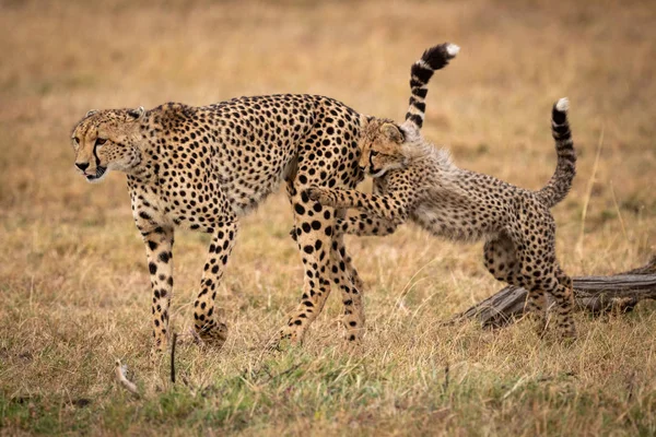 Cheetah Cub Jumps Mother Grass — Stock Photo, Image