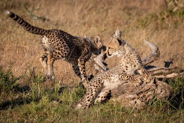 Cheetah Cub Springt Uit Het Verleden Een Ander Logboek — Stockfoto