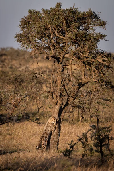 Cheetah Cub Leaning Tree Dawn — Stock Photo, Image