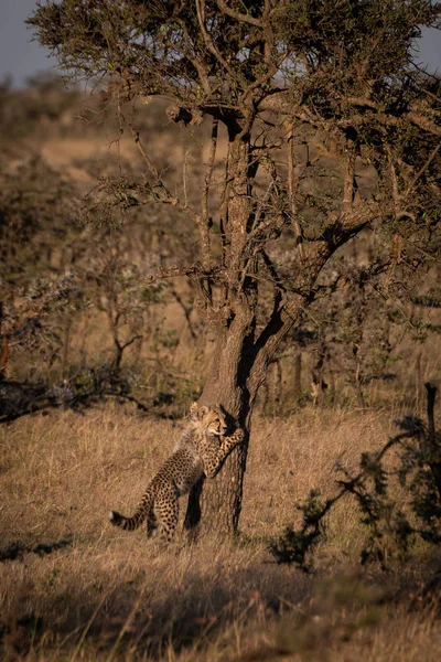 Cheetah Cub Lutar Mot Träd Gryningen — Stockfoto