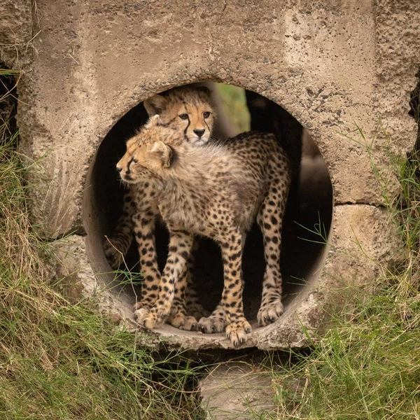 Guépard Ourson Penche Sur Autre Dans Tuyau — Photo