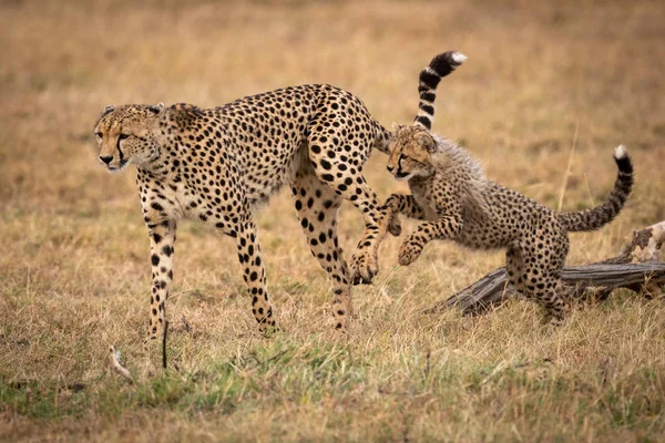 Cheetah Cucciolo Salta Dopo Madre Erba — Foto Stock