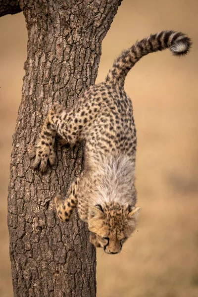 Gepardenjunges Springt Von Baumstamm — Stockfoto