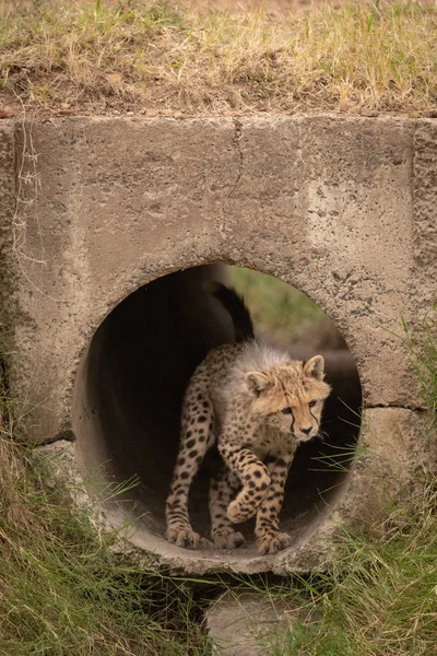 Cheetah Cub Hoppar Från Röret Gräs — Stockfoto