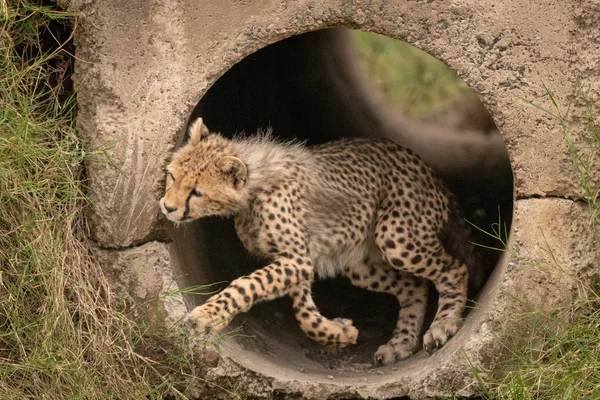 Cheetah Cachorro Salta Tubería Hacia Hierba —  Fotos de Stock