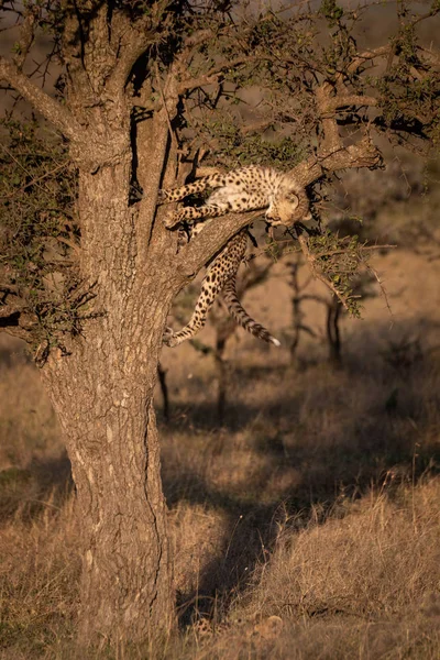 Cheetah Cub Leans Branch Tree — Stock Photo, Image