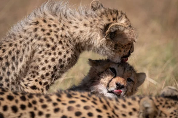 Cheetah Cachorro Lamiendo Cabeza Hermano —  Fotos de Stock