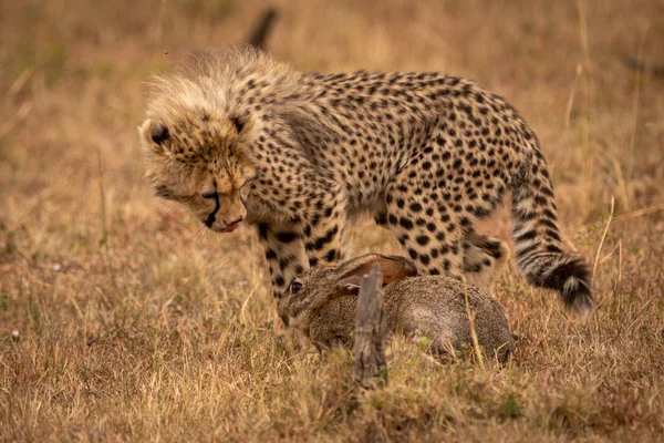 Cheetah Cub Oblizuje Usta Peeling Zając — Zdjęcie stockowe