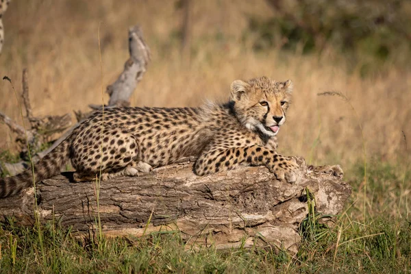 Cheetah Cub Lies Log Grass — Stock Photo, Image
